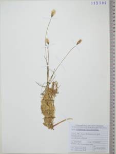 Пушица Шамиссо C.A.Mey., Сибирь, Дальний Восток (S6) (Россия)