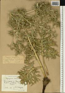 Синеголовник равнинный L., Восточная Европа, Нижневолжский район (E9) (Россия)