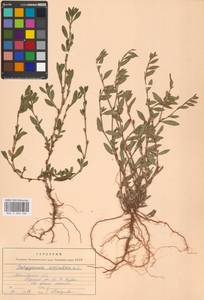 Спорыш птичий, Горец птичий L., Восточная Европа, Московская область и Москва (E4a) (Россия)