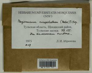 Plagiomnium cuspidatum (Hedw.) T.J. Kop., Гербарий мохообразных, Мхи - Центральное Нечерноземье (B6) (Россия)