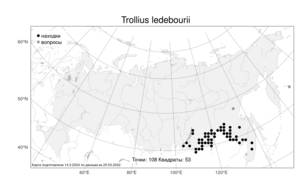 Trollius ledebourii, Купальница Ледебура Rchb., Атлас флоры России (FLORUS) (Россия)