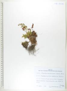 Криптограмма Радде (Fomin) Fraser-Jenk., Сибирь, Дальний Восток (S6) (Россия)