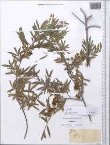 Ива, Средняя Азия и Казахстан, Памир и Памиро-Алай (M2) (Таджикистан)