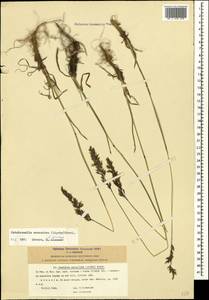 Colpodium araraticum (Lipsky) Woronow ex Grossh., Кавказ, Армения (K5) (Армения)