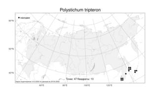 Polystichum tripteron, Многорядник трехраздельный (Kunze) C. Presl, Атлас флоры России (FLORUS) (Россия)