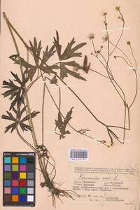 Лютик едкий L., Восточная Европа, Западный район (E3) (Россия)