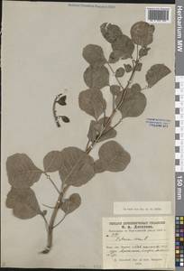 Фисташка настоящая L., Средняя Азия и Казахстан, Памир и Памиро-Алай (M2) (Узбекистан)