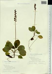 Грушанка малая L., Сибирь, Западная Сибирь (S1) (Россия)