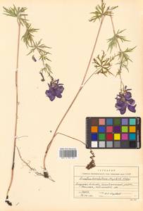 Aconitum karafutense subsp. karafutense, Сибирь, Дальний Восток (S6) (Россия)