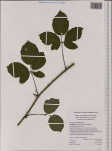 Rubus polyanthemus Lindeb., Западная Европа (EUR) (Германия)