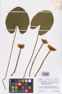 Nuphar × spenneriana Gaudin, Восточная Европа, Центральный район (E4) (Россия)
