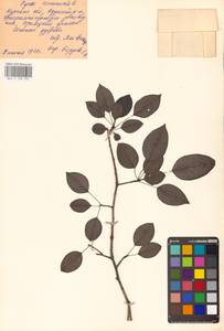 Груша обыкновенная, Груша садовая L., Восточная Европа, Центральный лесостепной район (E6) (Россия)