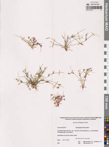 Juncus hybridus Brot., Сибирь, Чукотка и Камчатка (S7) (Россия)