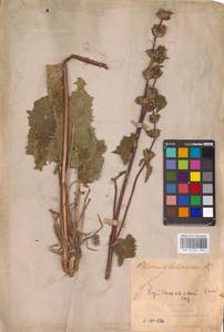 MHA 0 154 220, Зопничек клубненосный (L.) Moench, Восточная Европа, Средневолжский район (E8) (Россия)