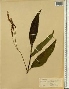 Спорыш, Африка (AFR) (Эфиопия)