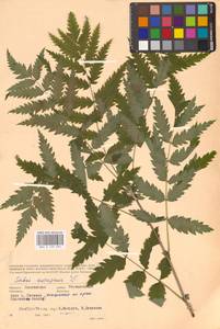 Рябина обыкновенная L., Восточная Европа, Западный район (E3) (Россия)