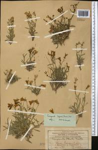 Campanula lehmanniana subsp. capusii (Franch.) Victorov, Средняя Азия и Казахстан, Западный Тянь-Шань и Каратау (M3) (Казахстан)