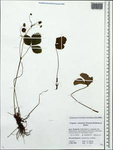 Fragaria ×ananassa (Weston) Rozier, Сибирь, Прибайкалье и Забайкалье (S4) (Россия)