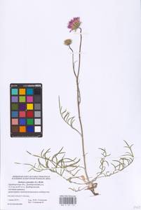 Наголоватка васильковая (L.) Rchb., Восточная Европа, Восточный район (E10) (Россия)