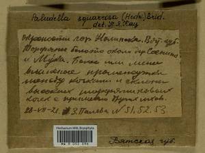 Paludella squarrosa (Hedw.) Brid., Гербарий мохообразных, Мхи - Пермский край, Удмуртия, Свердловская и Кировская области (B8) (Россия)