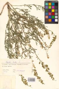 Резеда желтая L., Восточная Европа, Северо-Украинский район (E11) (Украина)