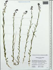 Истод хохлатый Schkuhr, Сибирь, Прибайкалье и Забайкалье (S4) (Россия)