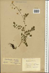 Cardamine pratensis subsp. dentata (Schult.) Celak., Восточная Европа, Белоруссия (E3a) (Белоруссия)