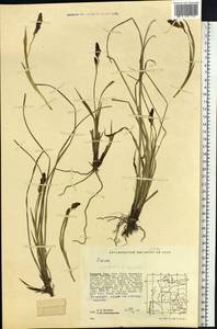 Carex bigelowii subsp. ensifolia (Turcz. ex Gorodkov) Holub, Сибирь, Западная Сибирь (S1) (Россия)