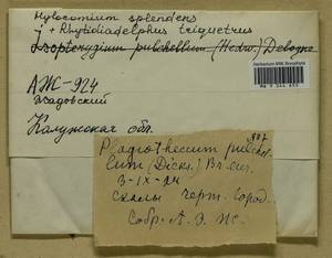 Isopterygiella pulchella (Hedw.) Ignatov & Ignatova, Гербарий мохообразных, Мхи - Центральное Нечерноземье (B6) (Россия)