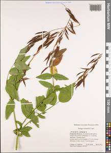 Козлятник восточный Lam., Восточная Европа, Северо-Западный район (E2) (Россия)