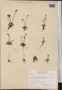 Камнеломка листочковая (R. Br.) Gornall, Америка (AMER) (Гренландия)