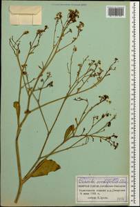 Катран сердцелистный Steven, Кавказ, Ставропольский край, Карачаево-Черкесия, Кабардино-Балкария (K1b) (Россия)