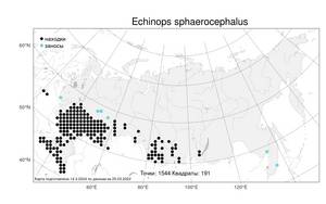 Echinops sphaerocephalus, Мордовник шароголовый L., Атлас флоры России (FLORUS) (Россия)