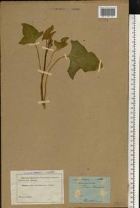 Блитум доброго Генриха (L.) Rchb., Восточная Европа, Северо-Западный район (E2) (Россия)