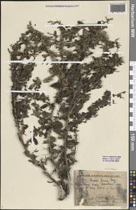 Стальник полевой L., Восточная Европа, Нижневолжский район (E9) (Россия)