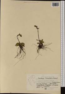 Micranthes hieraciifolia (Waldst. & Kit.) Haw., Западная Европа (EUR) (Шпицберген и Ян-Майен)