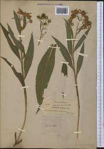 Verbesina alternifolia (L.) Britton ex Kearney, Америка (AMER) (США)