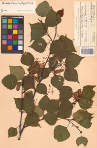 Betula pendula subsp. mandshurica (Regel) Ashburner & McAll., Сибирь, Дальний Восток (S6) (Россия)