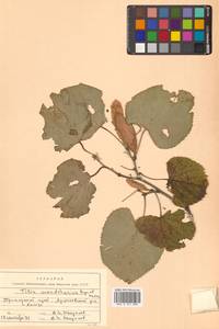 Липа маньчжурская Rupr. & Maxim., Сибирь, Дальний Восток (S6) (Россия)