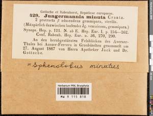 Sphenolobus minutus (Schreb. ex Cranz) Berggr., Гербарий мохообразных, Мхи - Западная Европа (BEu) (Швейцария)