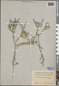 Кникус благословенный (L.) L., Средняя Азия и Казахстан, Сырдарьинские пустыни и Кызылкумы (M7) (Узбекистан)