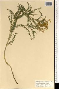 Астрагал монгольский Bunge, Монголия (MONG) (Монголия)