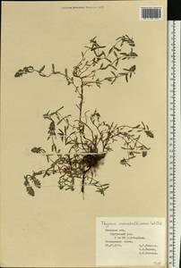 Thymus pannonicus All., Восточная Европа, Центральный лесостепной район (E6) (Россия)