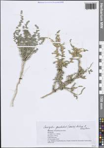 Caroxylon gaetulum (Maire) Akhani & Roalson, Африка (AFR) (Марокко)