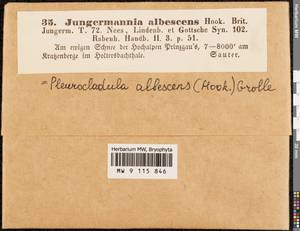Fuscocephaloziopsis albescens (Hook.) Váňa & L. Söderstr., Гербарий мохообразных, Мхи - Западная Европа (BEu)