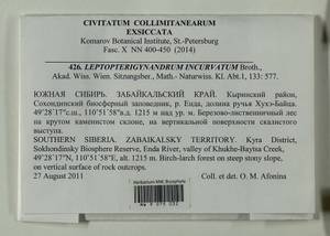 Leptopterigynandrum incurvatum Broth., Гербарий мохообразных, Мхи - Прибайкалье и Забайкалье (B18) (Россия)