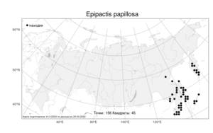 Epipactis papillosa, Дремлик сосочковый Franch. & Sav., Атлас флоры России (FLORUS) (Россия)