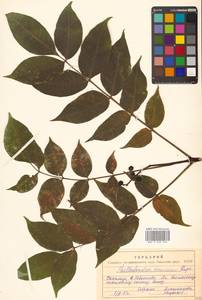 Бархат амурский Rupr., Сибирь, Дальний Восток (S6) (Россия)