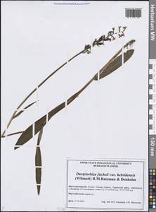 Пальчатокоренник Фукса (Druce) Soó, Сибирь, Западная Сибирь (S1) (Россия)