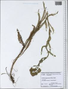 Achillea millefolium var. nigrescens E. Mey., Сибирь, Западная Сибирь (S1) (Россия)
